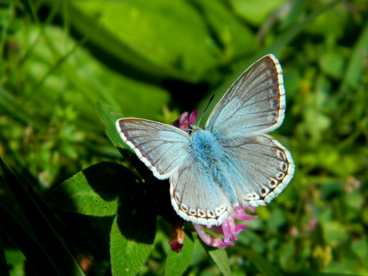 Polyommatus (Lysandra) coridon